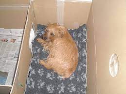 how to build a whelping box for small dogs whelping box small dogs dog whelping box