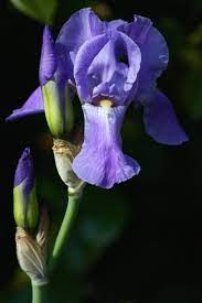 Blue Iris Flower With Its Buds Jpg Iris Flowers Flower Pictures Iris Flower Pictures