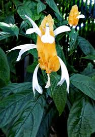 Image result for Pachystachys