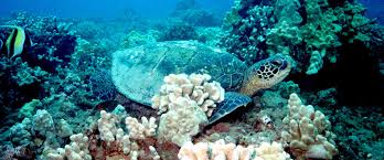 Hawksbill turtle (eretmochelys imbricata) in the red sea. Green Sea Turtles Hawai I Wildlife Fund