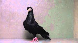 It has a slim body with short beak, and has a huge, rather bulging circles of bare flesh around the eyes (which give these. Black White Beak Budapest Male Youtube