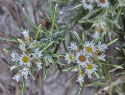 Image result for Helichrysopsis