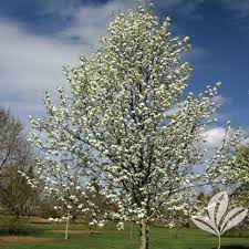 Check spelling or type a new query. Bradford Pear Texas Pecan Nursery