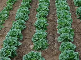 How to harvest romaine lettuce in your garden. Baby Romaine Lettuce Harvesting Packing The Produce Nerd