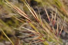 Image result for Pentameris