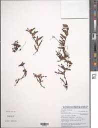 Image result for Coleotrype laurentii