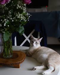 Young plants and seeds are poisonous, causing nausea, muscle twitches, paralysis, and often death. My Favorite Picture I Ve Taken Of My Kitten Yet Just A Warning Though Baby S Breath Can Be Toxic Toxic To Cats So If Your Bouquet Has Those Small White Flowers In It