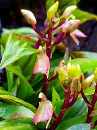 Image result for Liparis mulindana