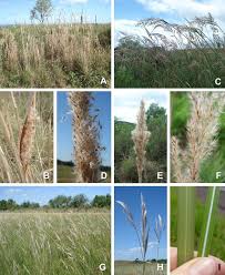 Image result for Eriochrysis pallida