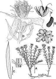 Hypericum robsonii H. A. KelleR & s. CRoCKett.-A aerial and...