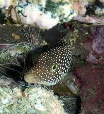 Image result for Zornia punctatissima