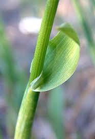 Image result for Anthoxanthum