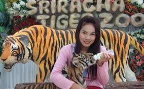 After last week's raid on the tiger king park in thackerville, okla., new reports say that there are no big cats left in the park. A Silver Lining To The Pandemic A Notorious Thai Tiger Zoo Closes For Good