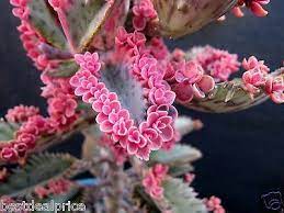 Succulent 2 Leaf Cuttings Pink Butterfly Kalanchoe With Many Babies Plantlets Ebay Pink Butterfly Succulents Plant Cuttings