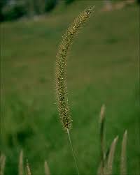 Image result for Setaria incrassata