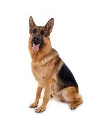 La Gale Des Oreilles Comment Proteger Votre Chien Contre La Gale Des Oreilles Vetostore