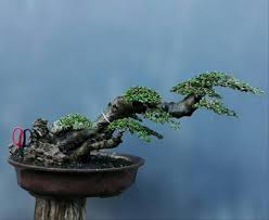 Bonsai Serut Doyong Cahunit Com