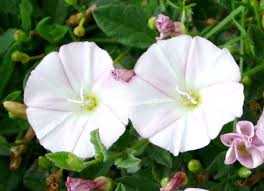 Image result for Convolvulus arvensis