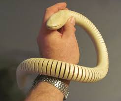 Wooden Toy Snake Wooden Toys Woodworking For Kids Wood Projects For Kids