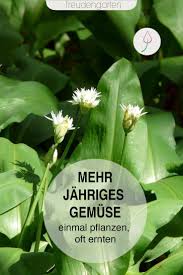 Mehrjahrige Gemuse Einmal Pflanzen Immer Ernten Garten Anlegen Garten Anpflanzen Pflanzen