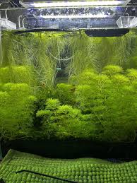 Image result for Limnophila crassifolia