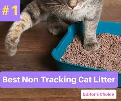 Best Non Tracking Cat Litter In 2019 Catthink