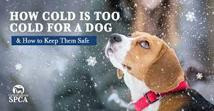 How cold is too cold for my dog to be outside? How Cold Is Too Cold For A Dog How To Keep Them Safe Central California Spca Fresno Ca How Cold Is Too Cold For A Dog How To Keep