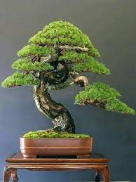 Pin On Bonsai Insp2020