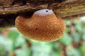 Image result for Crepidorhopalon