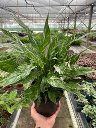 Image result for Spathiphyllum