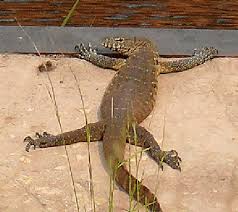Many believe that such creatures have inhabitated the earth since prehistoric times. A Nile Monitor Lizard Or Water Leguaan Varanus Niloticus Basking On Download Scientific Diagram