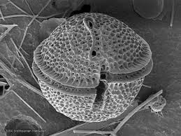Dinoflagellate | Smithsonian Ocean