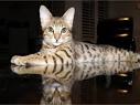 Buy a Savannah Cat & Find Out How Much It Costs | Savannah ...