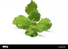 Image result for Tetradenia