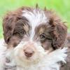 Bordoodle puppies for sale uk 2021. 1
