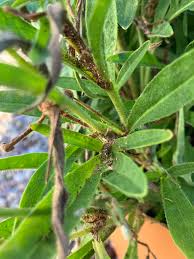 Image result for Stemodiopsis