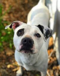 Standard, bronze, silver, gold, and platinum. 16 Cutest Pitbull Mixes Dog Breeds Puppies Club