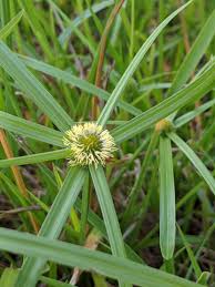 Image result for Kyllinga erecta