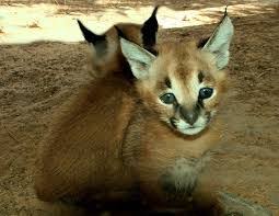 They are exotic breed with nice attitude and loved in the world so far. Serval Kitten Ocelot Kitten Caracal Kitten For Sale Tuscaloosa For Sale Tuscaloosa Pets Cats