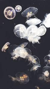 Jellyfish Background Iphone Wallpaper Background Iphone Jellyfish Wallpaper Background Iphone Iphone Wallpaper Jellyfish Iphone Background Jellyfish Print