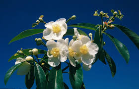 Image result for Hermannia floribunda