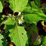 Image result for Solanum villosum