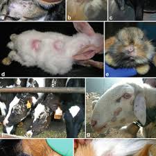We did not find results for: Pdf Common And Emerging Dermatophytoses In Animals Well Known And New Threats