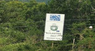 Image result for Diheteropogon microterus