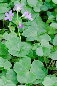 Image result for Oxalis debilis