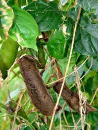 Image result for Canavalia cathartica