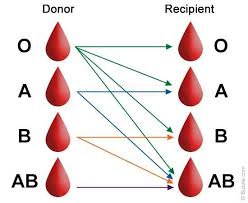Blood Types Chart Sherri Words Of Wisdom Blood Donation