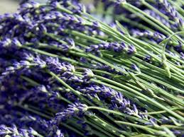Lavendel ist eine robuste pflanze und sollte mehrfach im jahr geschnitten werden. Lavendel Ernten Und Zuruckschneiden Garten Ch