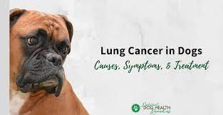 Signs and symptoms of lung cancer. Lung Cancer In Dogs Symptoms Causes Treatment