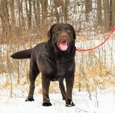 The english lab, unlike the american lab, is shorter, stouter, bigger boned, broader chested, cleaner lines, shorter 'otter' tails, shorter snouts, smoother coats and larger, blockier heads. English Chocolate Lab 1 Amazing Chocolate Lab Puppies For Sale